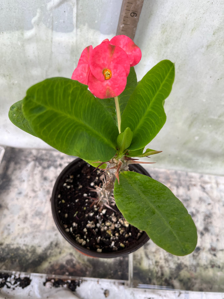 crown of thorns succulent plant Euphorbia Milii LUCIANA Crown of Thorns Corona de Cristo Succulent – Euphorbia Milii Garden (Crown Of Thorns)