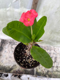 Euphorbia Milii LUCIANA Crown of Thorns  Corona de Cristo Succulent