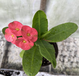 Euphorbia Milii LUCIANA Crown of Thorns  Corona de Cristo Succulent