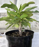 Euphorbia Milii OBEI OBEI Crown Of Thorns Corona de Cristo Giant Thai Hybrid
