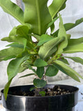 Euphorbia Milii OBEI OBEI Crown Of Thorns Corona de Cristo Giant Thai Hybrid
