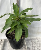 Euphorbia Milii OBEI OBEI Crown Of Thorns Corona de Cristo Giant Thai Hybrid
