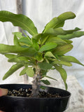 Euphorbia Milii OBEI OBEI Crown Of Thorns Corona de Cristo Giant Thai Hybrid