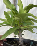 Euphorbia Milii OBEI OBEI Crown Of Thorns Corona de Cristo Giant Thai Hybrid