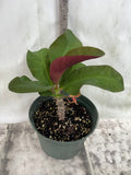 Crown of Thorns 'Angelique' Euphorbia Milii Corona de Cristo Cactus Plant