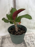 Crown of Thorns 'Angelique' Euphorbia Milii Corona de Cristo Cactus Plant