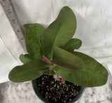 Crown of Thorns 'Angelique' Euphorbia Milii Corona de Cristo Cactus Plant
