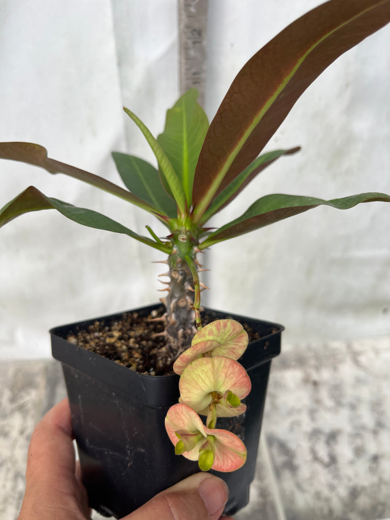 millionaire succulent Euphorbia Milii YELLOW MILLIONAIRE Crown of Thorns Corona de Cristo – Euphorbia Milii Garden (Crown Of Thorns)
