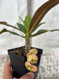 Euphorbia Milii YELLOW MILLIONAIRE Crown of Thorns Corona de Cristo