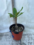 Euphorbia Milii QUEEN OF LUCK Crown of Thorns Corona De Cristo Poysean Thai Hybrid