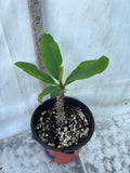 Euphorbia Milii QUEEN OF LUCK Crown of Thorns Corona De Cristo Poysean Thai Hybrid