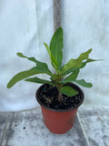 Euphorbia Milii DANCING QUEEN (POP CHOK) Crown of Thorns Corona De Cristo Succulent/Cactus