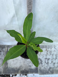 Euphorbia Milii DANCING QUEEN (POP CHOK) Crown of Thorns Corona De Cristo Succulent/Cactus
