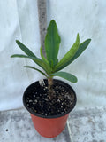 Euphorbia Milii GOLD GLAM Crown Of Thorns Corona de Cristo Cactus