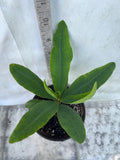 Euphorbia Milii GOLD GLAM Crown Of Thorns Corona de Cristo Cactus