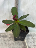 Euphorbia Milii NEVER ENDING (Love Affair) Crown of Thorns Corona De Cristo Thai Hybrid