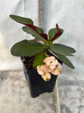 Euphorbia Milii NEVER ENDING (Love Affair) Crown of Thorns Corona De Cristo Thai Hybrid