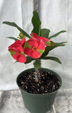 Euphorbia Milii RED MILLIONAIRE Crown of Thorns Corona d’Cristo Poysean Succulent Tropical