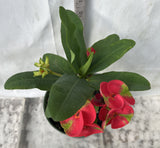 Euphorbia Milii RED MILLIONAIRE Crown of Thorns Corona d’Cristo Poysean Succulent Tropical