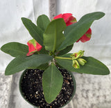 Euphorbia Milii RED MILLIONAIRE Crown of Thorns Corona d’Cristo Poysean Succulent Tropical