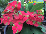 Euphorbia Milii RED MILLIONAIRE Crown of Thorns Corona d’Cristo Poysean Succulent Tropical
