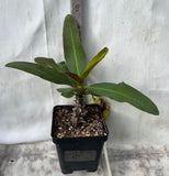 Euphorbia Milii YELLOW MILLIONAIRE Crown of Thorns Corona de Cristo