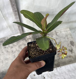 Euphorbia Milii YELLOW MILLIONAIRE Crown of Thorns Corona de Cristo