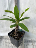 Euphorbia Milii BLESSING Crown Of Thorns  Corona de Cristo Cactus Succulents Tropicals