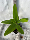 Euphorbia Milii BLESSING Crown Of Thorns  Corona de Cristo Cactus Succulents Tropicals