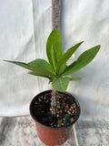 Euphorbia Milii RAMA 1 Crown Of Thorns  Corona De Cristo