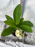 Euphorbia Milii RAMA 1 Crown Of Thorns  Corona De Cristo