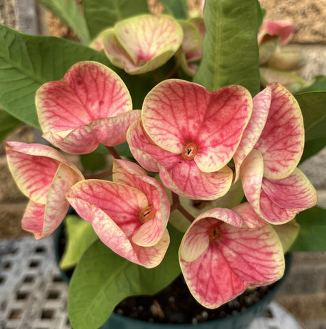 Euphorbia Milii SNOWFIRE Crown of Thorns  Corona de Cristo