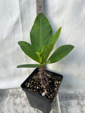 Euphorbia Milii NEW MILLIONAIRE Crown of Thorns Corona De Cristo Poysean Thai Hybrid
