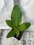 Euphorbia Milii NEW MILLIONAIRE Crown of Thorns Corona De Cristo Poysean Thai Hybrid