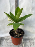 Euphorbia Milii RAMA 2 Crown Of Thorns  Poysean Corona De Cristo