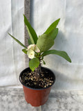 Euphorbia Milii RAMA 2 Crown Of Thorns  Poysean Corona De Cristo