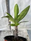 Euphorbia Milii RAMA 2 Crown Of Thorns  Poysean Corona De Cristo