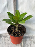 Euphorbia Milii RUAY CHANGLOEI Crown of Thorns Corona de Cristo Succulent