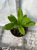 Euphorbia Milii RUAY CHANGLOEI Crown of Thorns Corona de Cristo Succulent