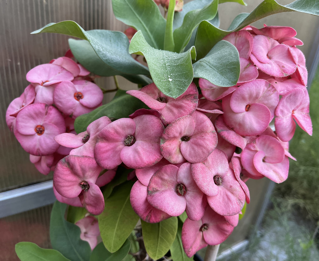 pink flower cactus succulent Euphorbia Milii ENCHANTED PINK Crown of Thorns Corona de Cristo Cactus – Euphorbia Milii Garden (Crown Of Thorns)