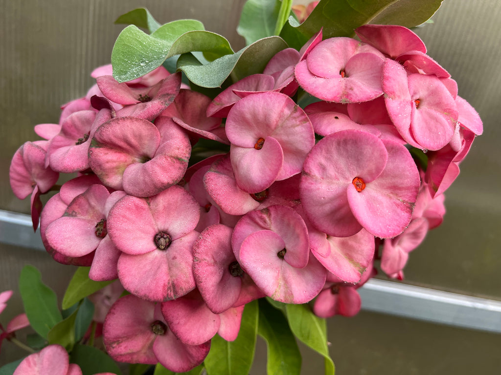 succulent crown of thorns Euphorbia Milii ENCHANTED PINK Crown of Thorns Corona de Cristo Cactus – Euphorbia Milii Garden (Crown Of Thorns)