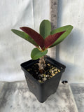 Euphorbia Milii PINK MILLIONAIRE Crown of Thorns Corona de Cristo Rare