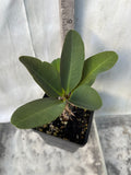 Euphorbia Milii PINK MILLIONAIRE Crown of Thorns Corona de Cristo Rare