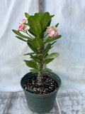 Euphorbia Milii KANOKLAI Crown of Thorns Corona De Cristo