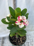 Euphorbia Milii KANOKLAI Crown of Thorns Corona De Cristo