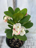 Euphorbia Milii KANOKLAI Crown of Thorns Corona De Cristo