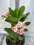 Euphorbia Milii KANOKLAI Crown of Thorns Corona De Cristo