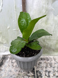 Euphorbia Milii SUNKIST Crown of Thorns Poysean Corona de Cristo Succulent Tropicals