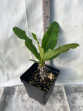 Euphorbia Milii APHRODITE Crown of Thorns Corona de Cristo Cactus Poysean Thai Hybrid