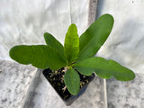 Euphorbia Milii APHRODITE Crown of Thorns Corona de Cristo Cactus Poysean Thai Hybrid